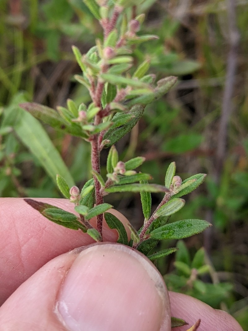 Low Frostweed