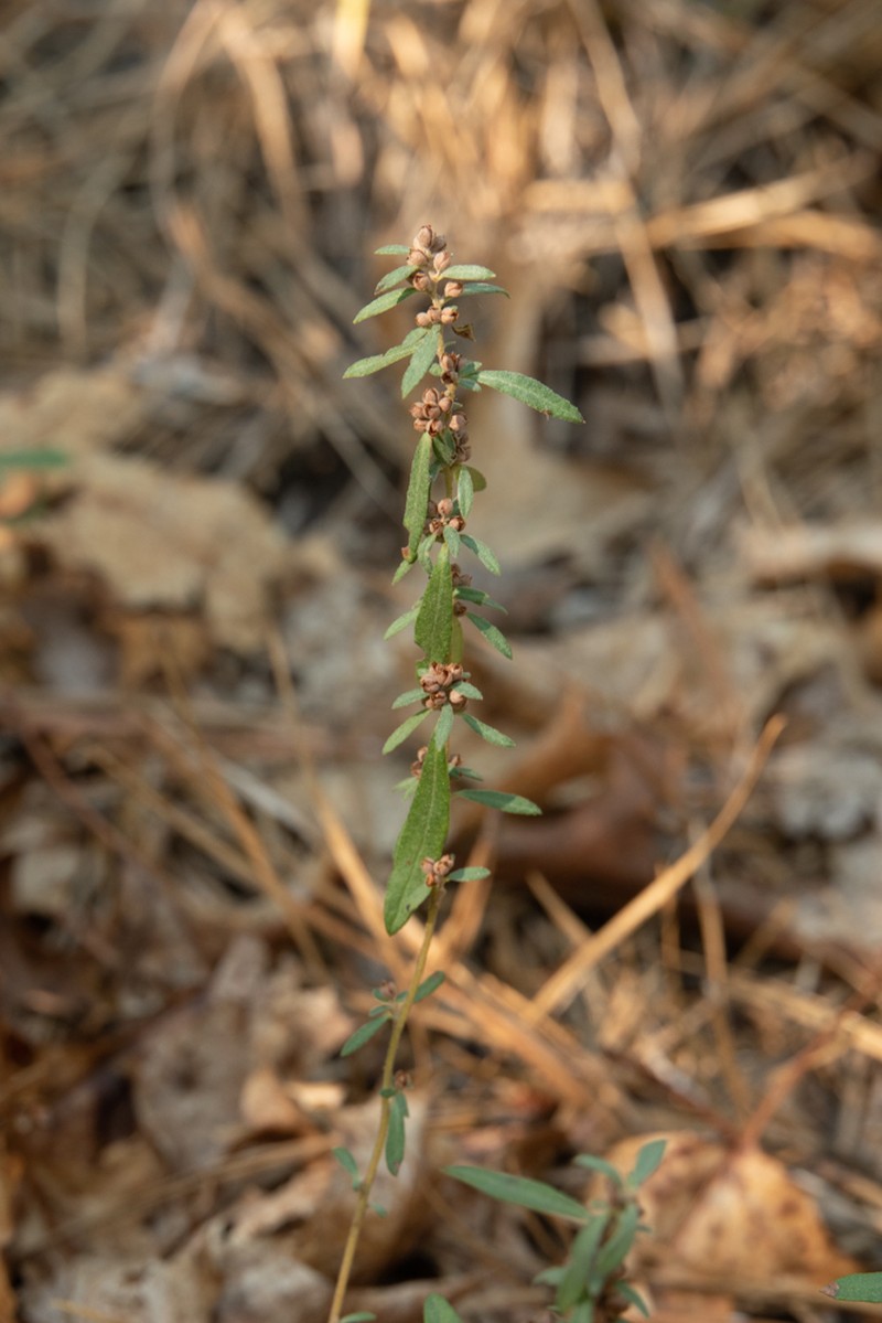 Low Frostweed photo 2