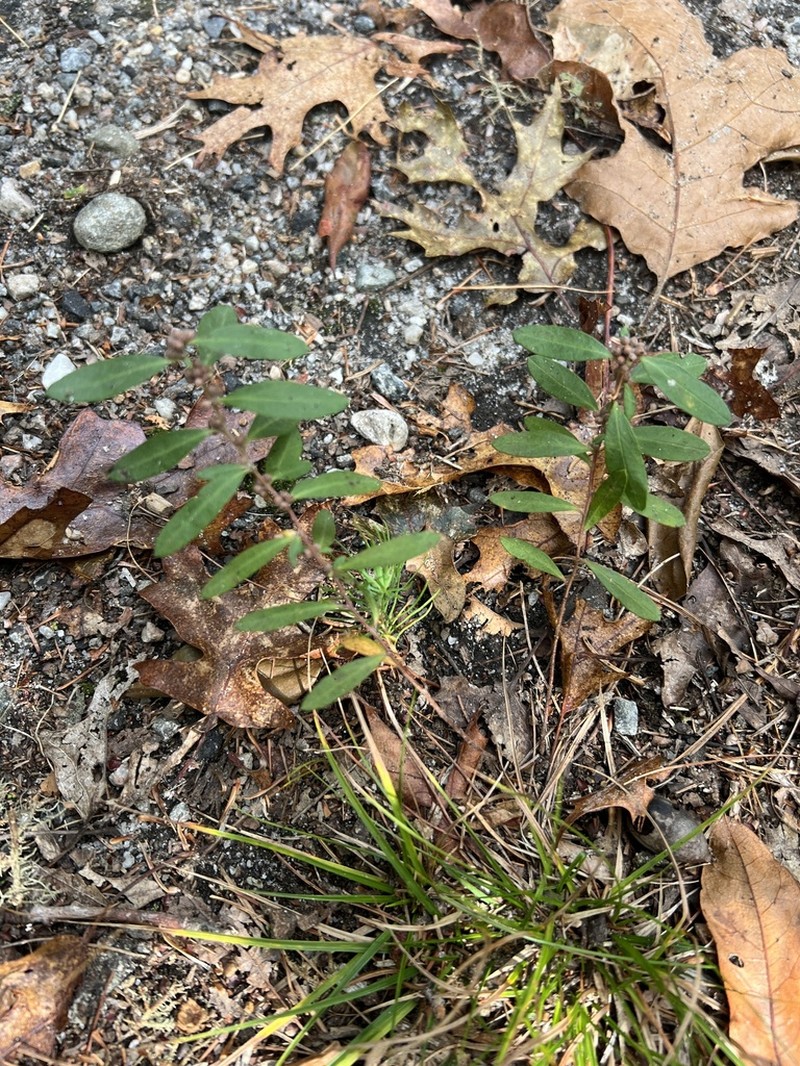 Low Frostweed photo 3
