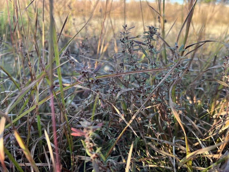 Low Frostweed photo 4