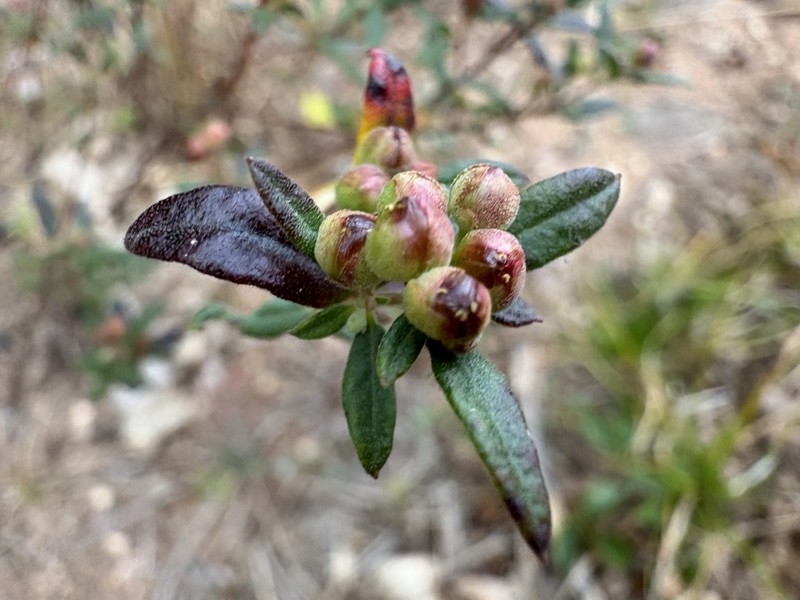 Low Frostweed photo 6