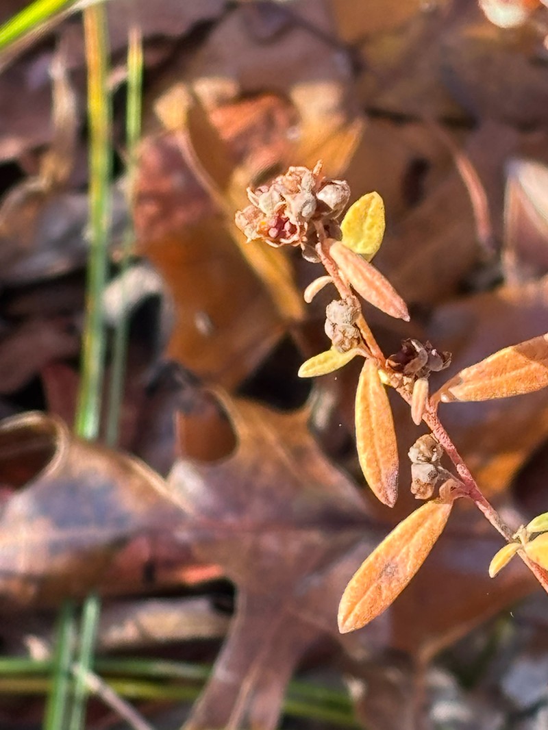 Low Frostweed photo 8
