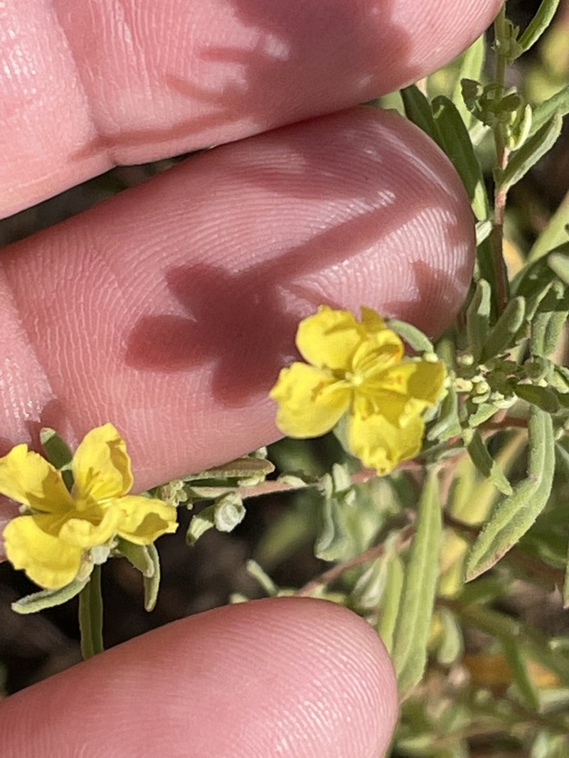 Rosemary Frostweed