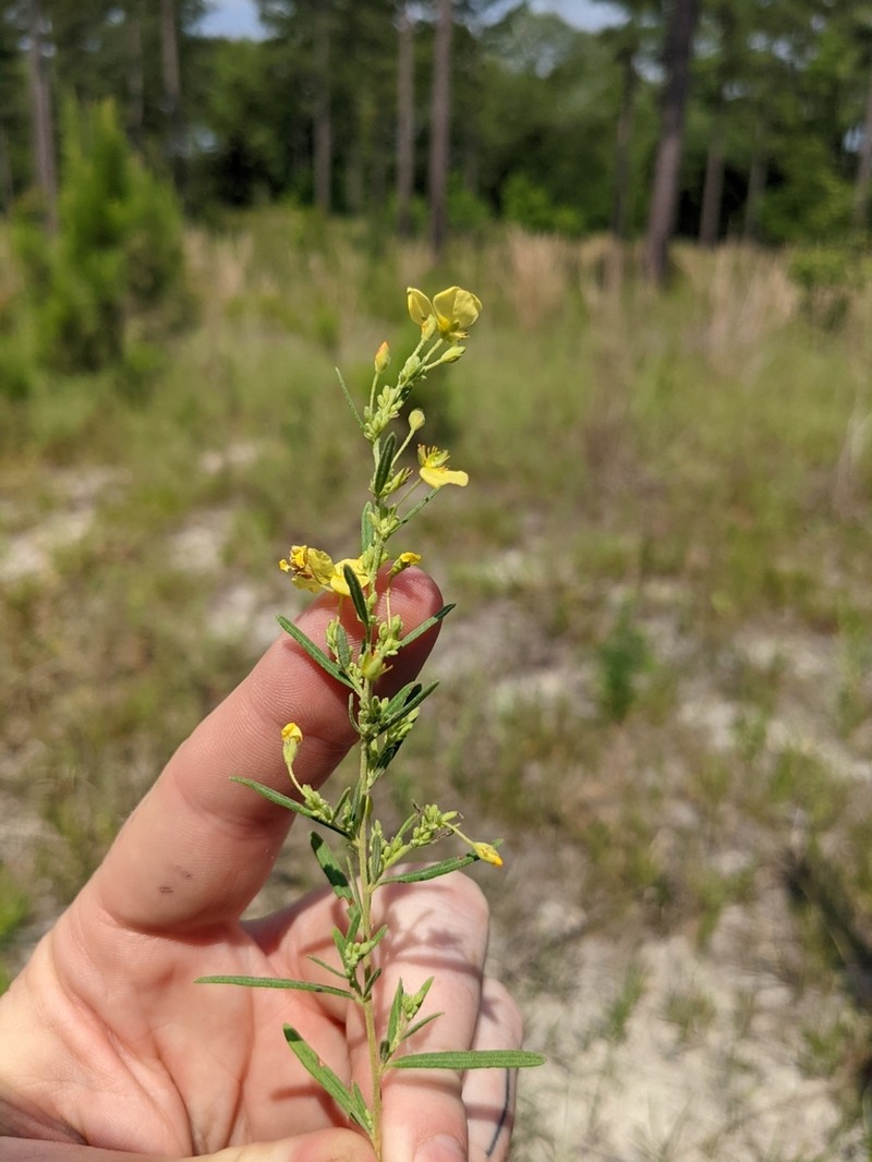 Rosemary Frostweed photo 2