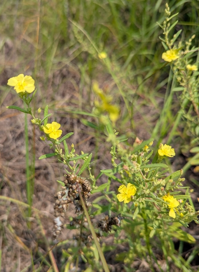Rosemary Frostweed photo 3