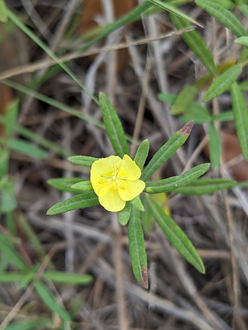 Rosemary Frostweed photo 4