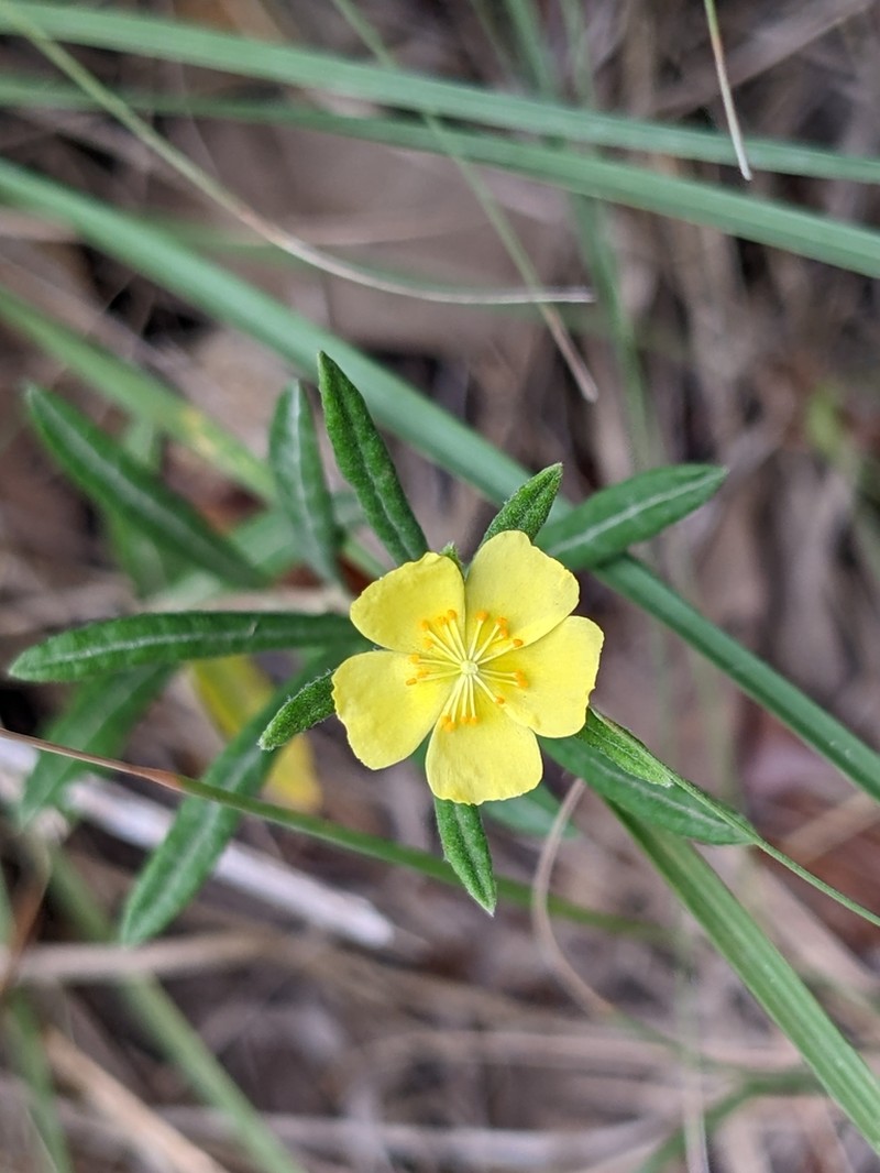 Rosemary Frostweed photo 5