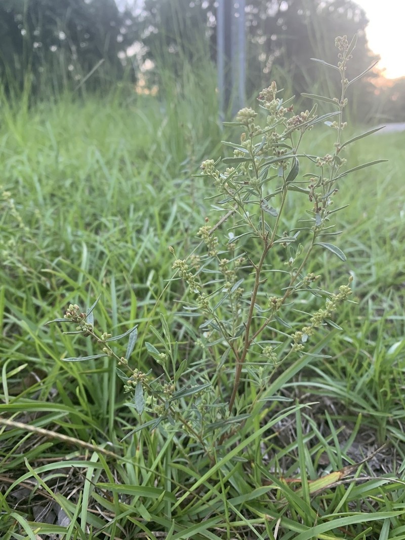 Rosemary Frostweed photo 6
