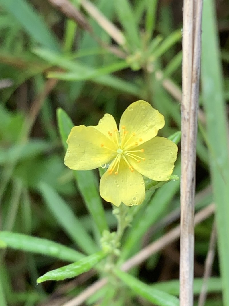 Rosemary Frostweed photo 7