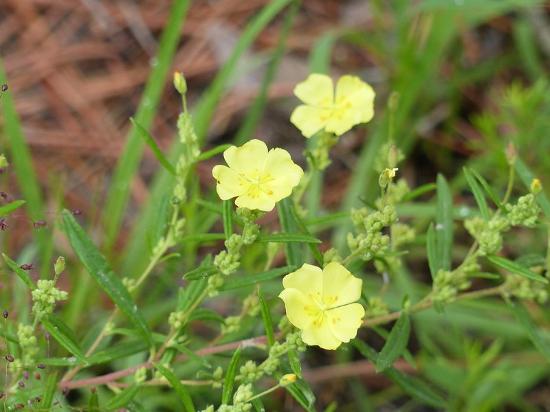 Rosemary Frostweed photo 8
