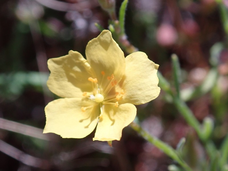 Bisbee Peak Rushrose