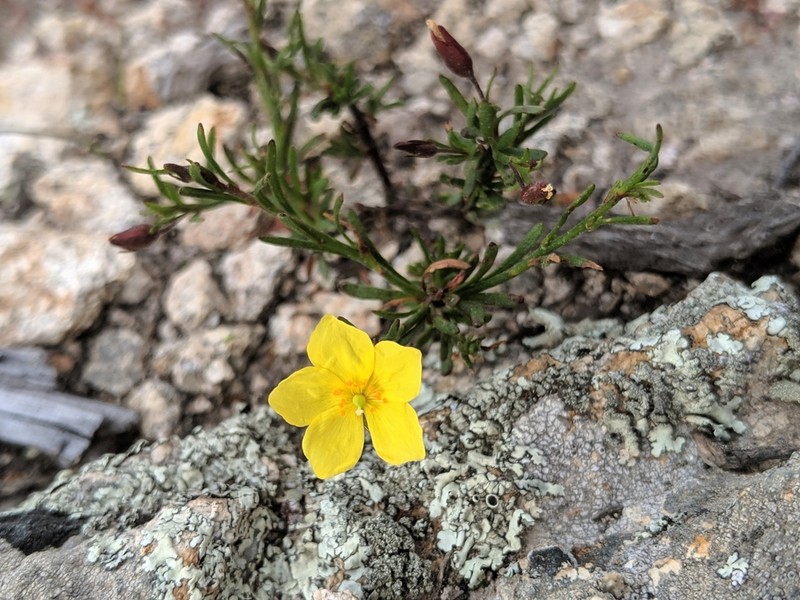 Bisbee Peak Rushrose photo 2