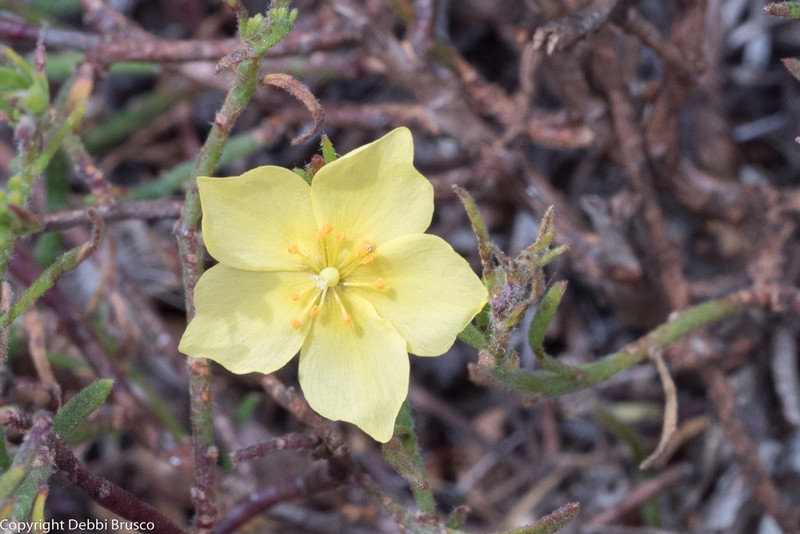 Bisbee Peak Rushrose photo 3