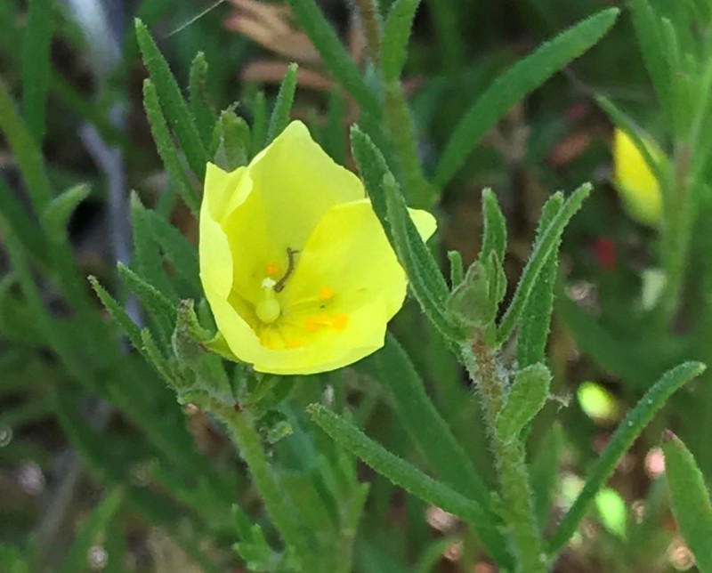 Bisbee Peak Rushrose photo 4
