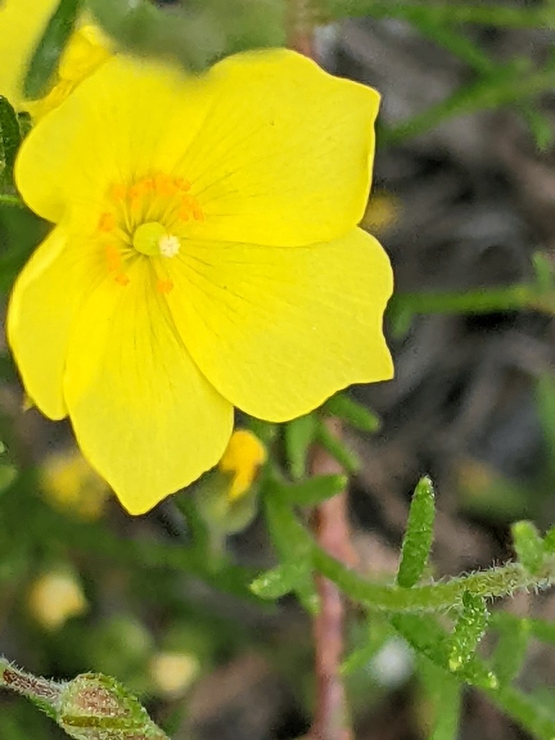 Bisbee Peak Rushrose photo 6