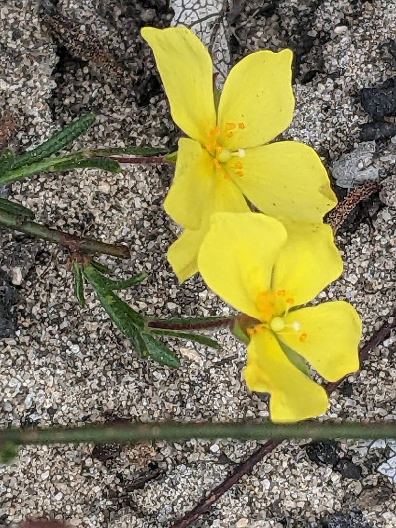 Bisbee Peak Rushrose photo 7