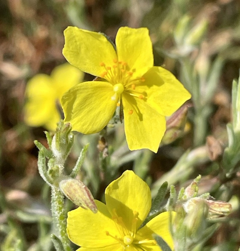 Bisbee Peak Rushrose photo 8