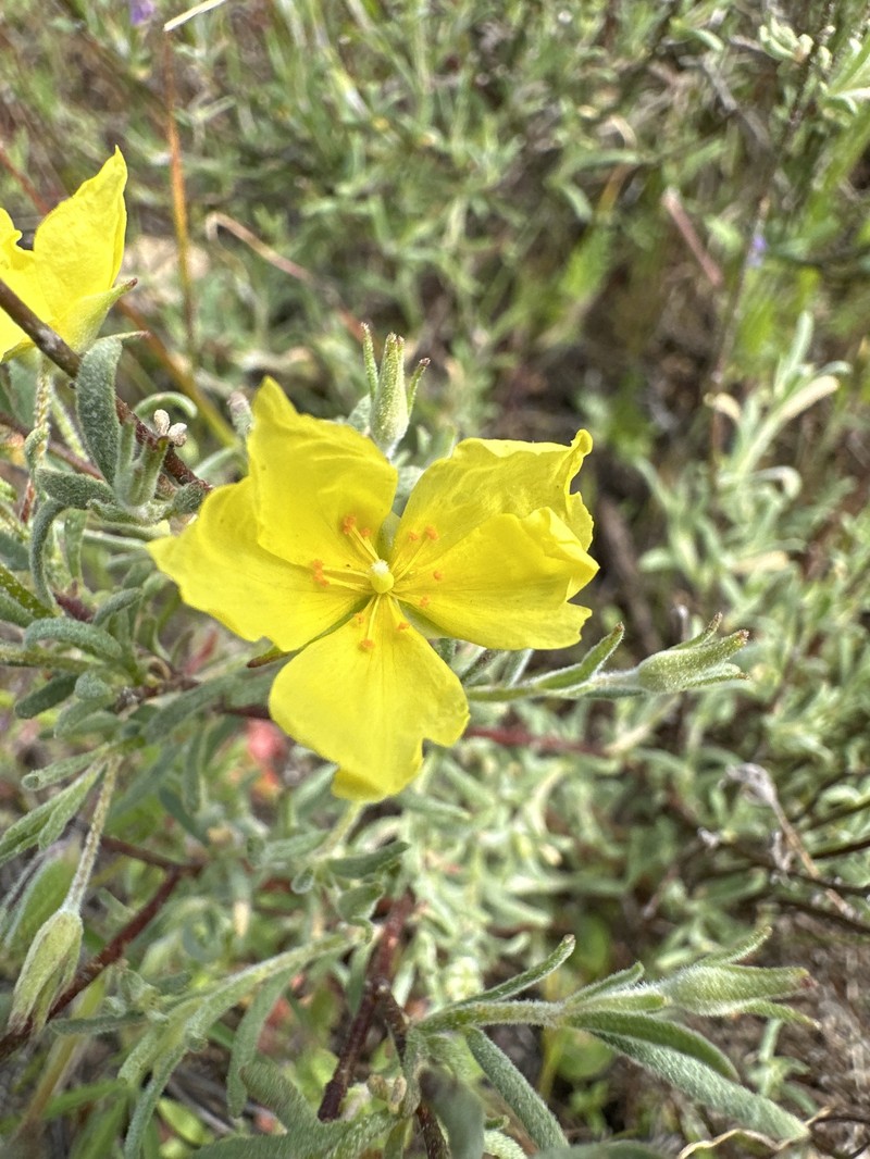 Crocanthemum scoparium var. scoparium