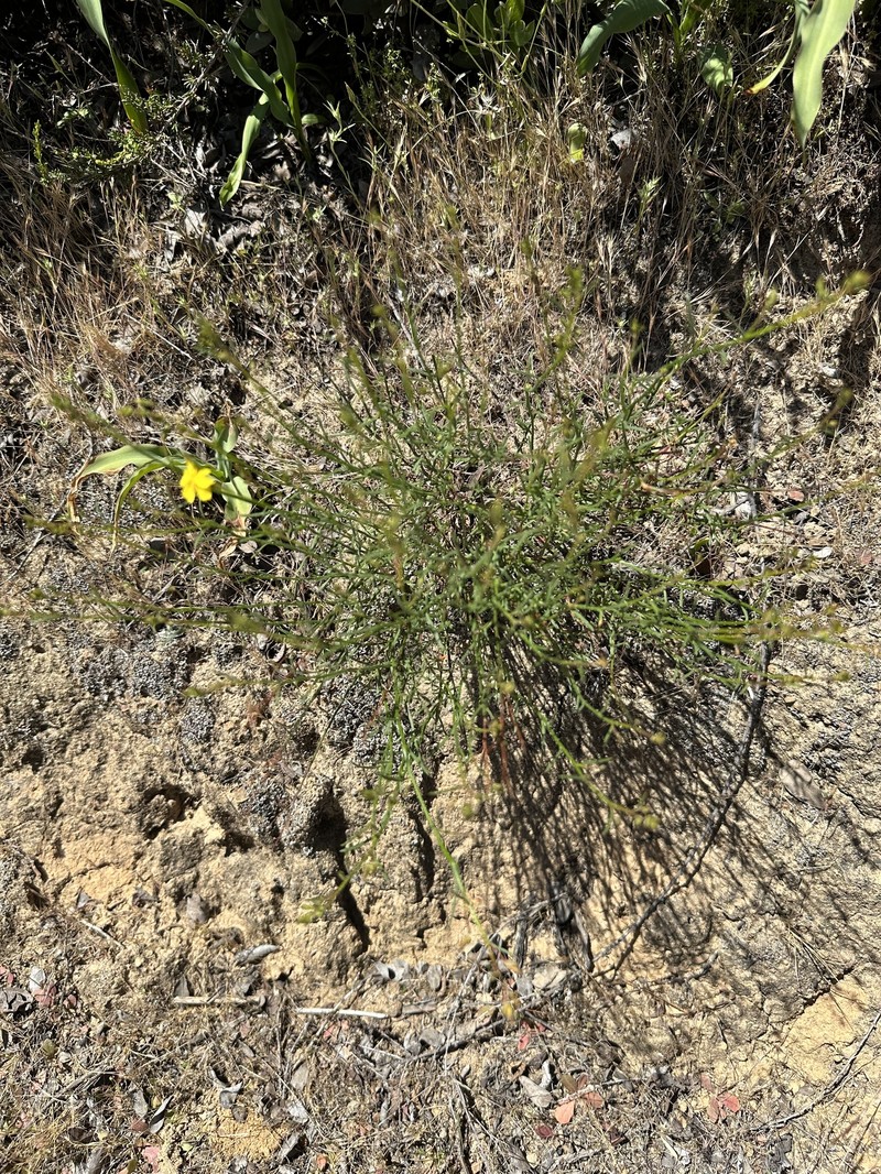 Crocanthemum scoparium var. scoparium photo 2