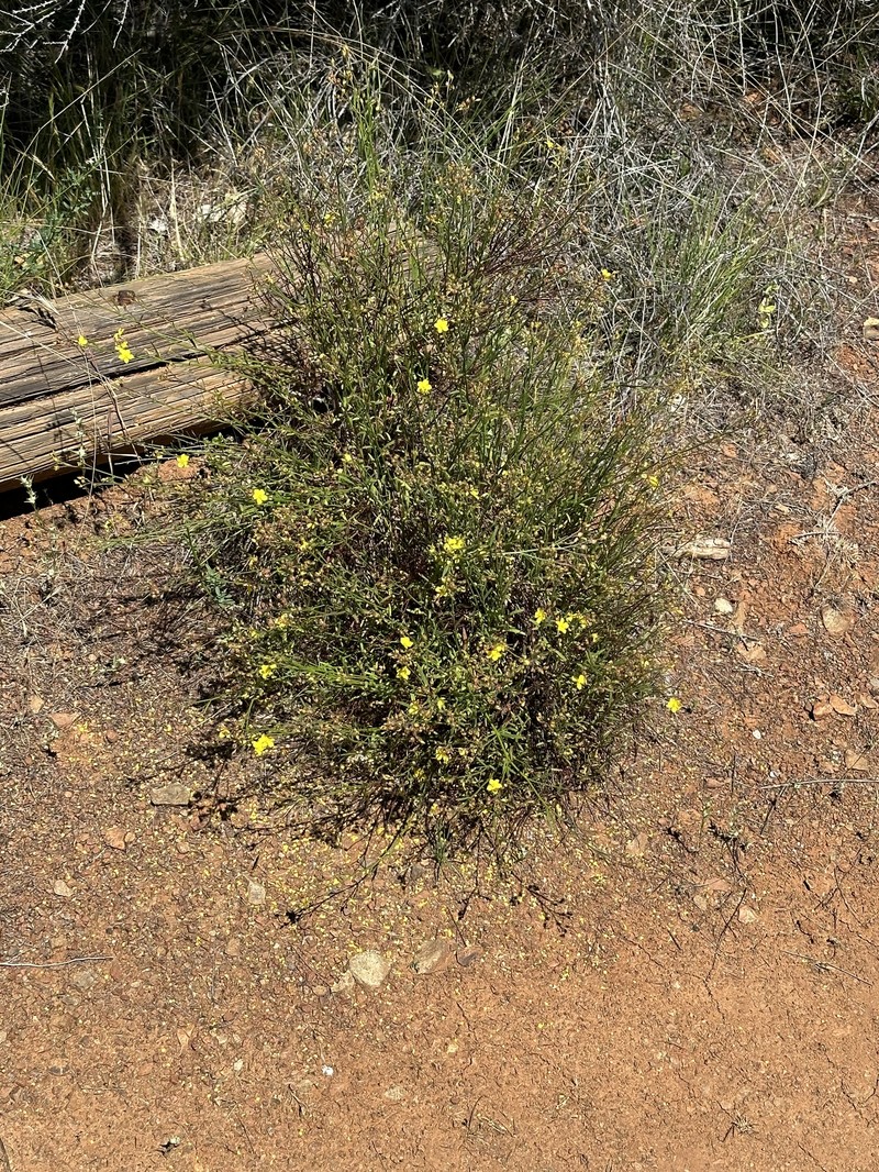 Crocanthemum scoparium var. scoparium photo 3