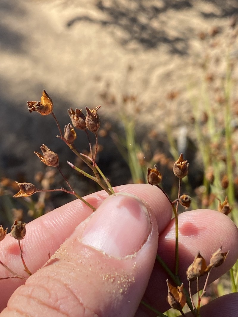 Crocanthemum scoparium var. scoparium photo 4