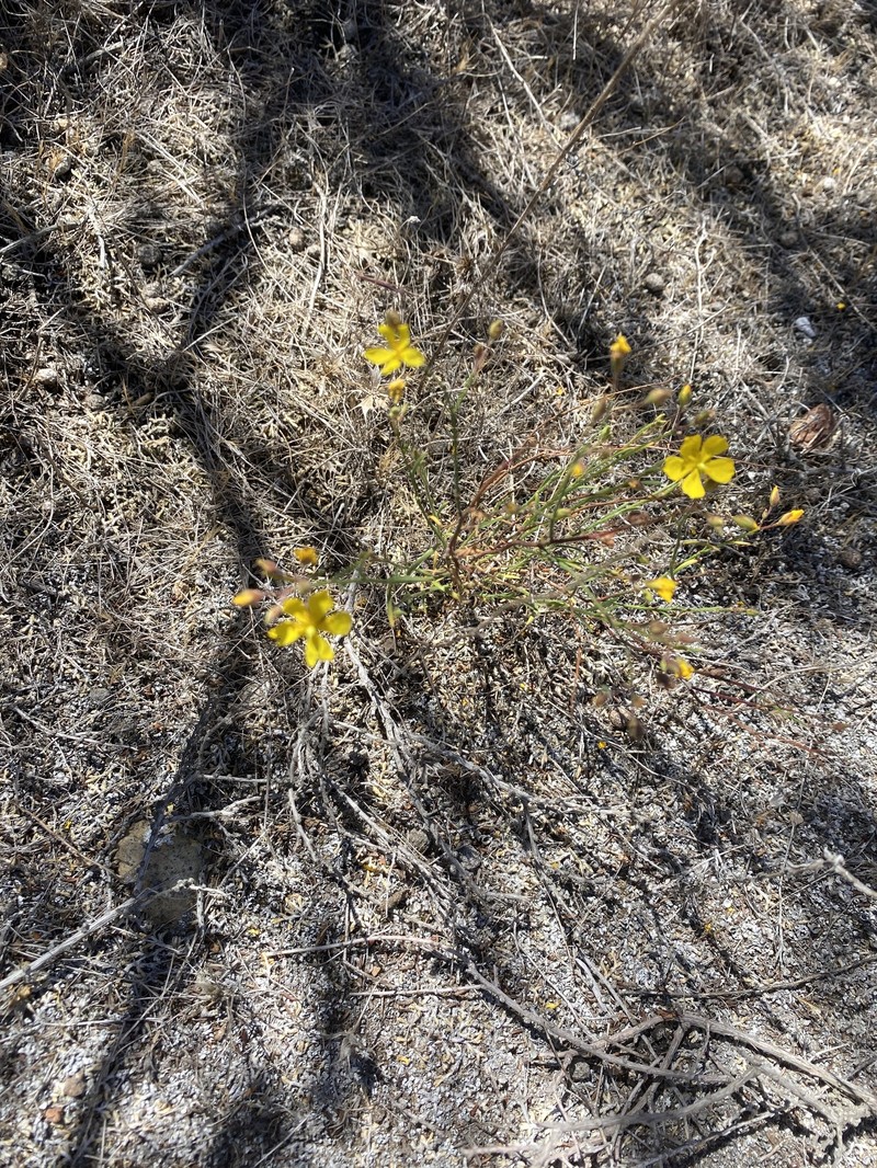 Crocanthemum scoparium var. scoparium photo 5