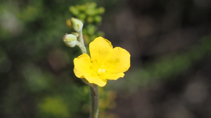 Crocanthemum scoparium var. vulgare