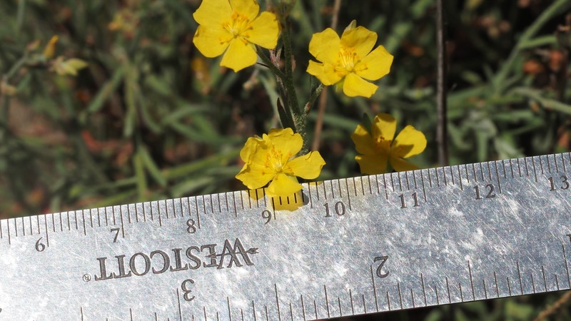 Crocanthemum scoparium var. vulgare photo 2