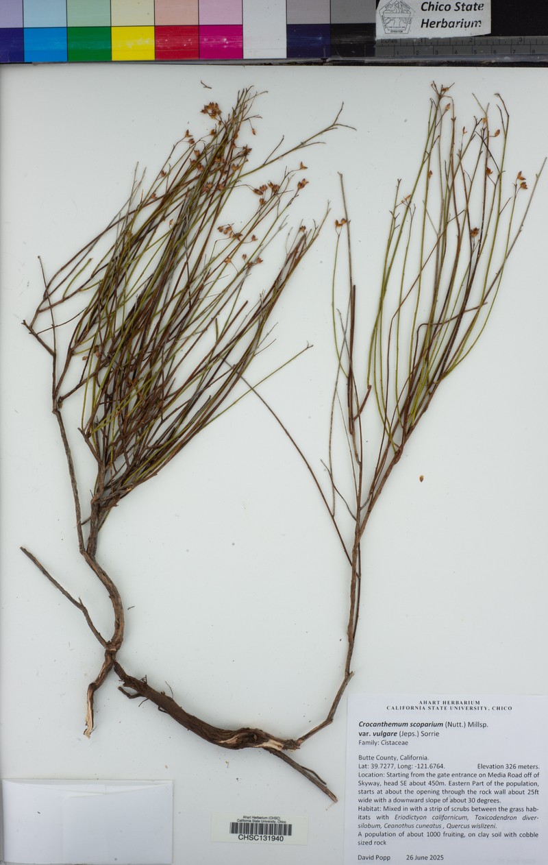 Crocanthemum scoparium var. vulgare photo 3