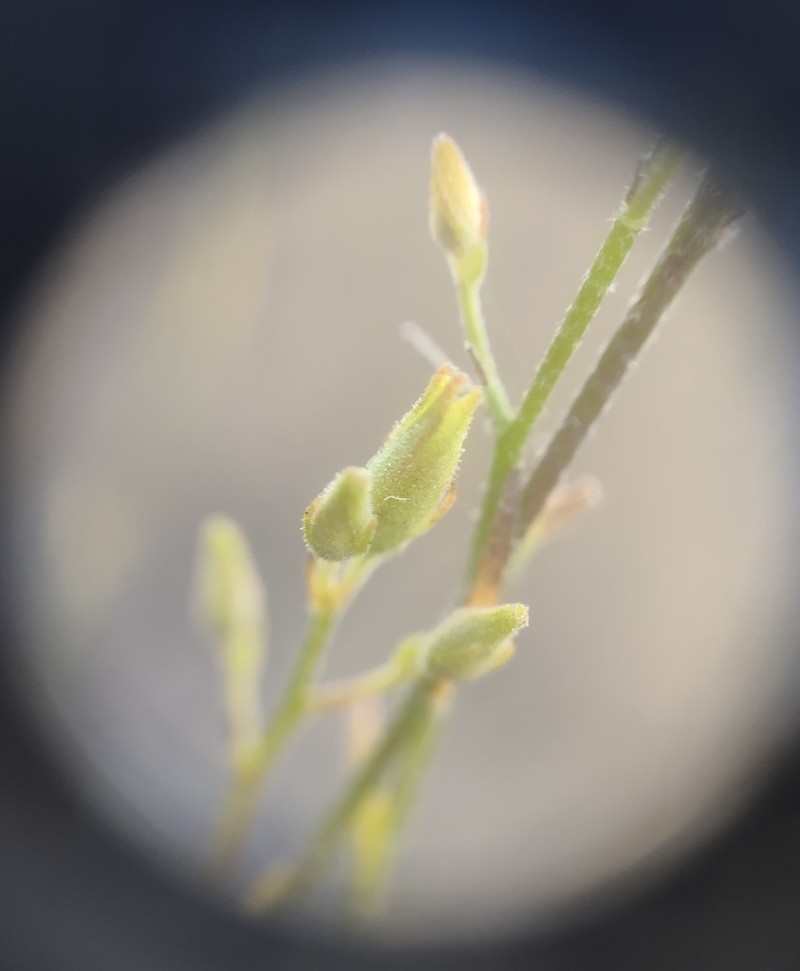 Crocanthemum suffrutescens photo 2