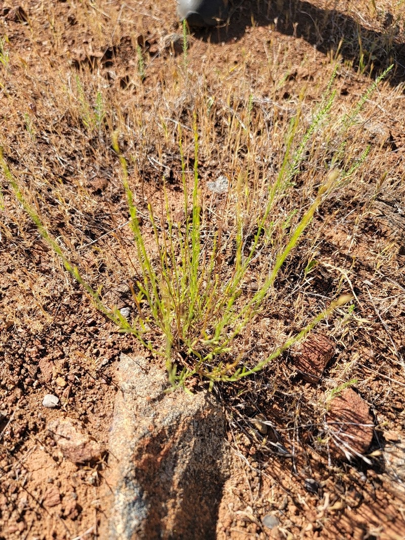 Crocanthemum suffrutescens photo 3