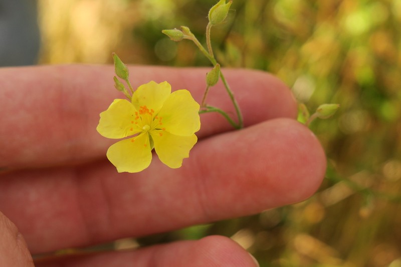 Crocanthemum suffrutescens photo 4