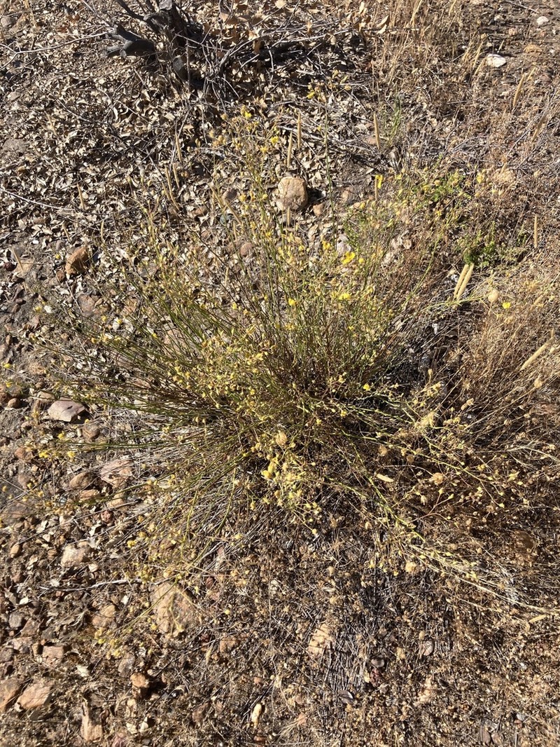 Crocanthemum suffrutescens photo 7