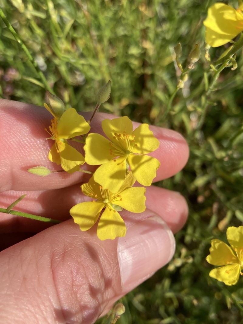 Crocanthemum suffrutescens photo 8