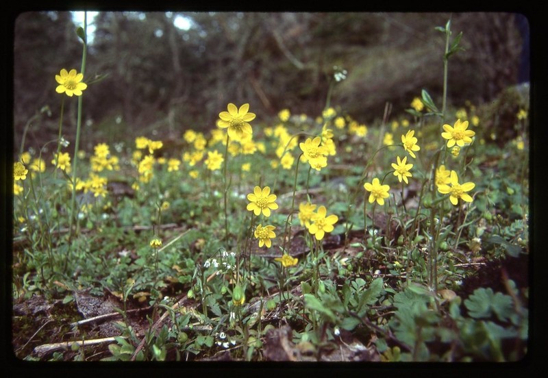 Common Spring-Gold