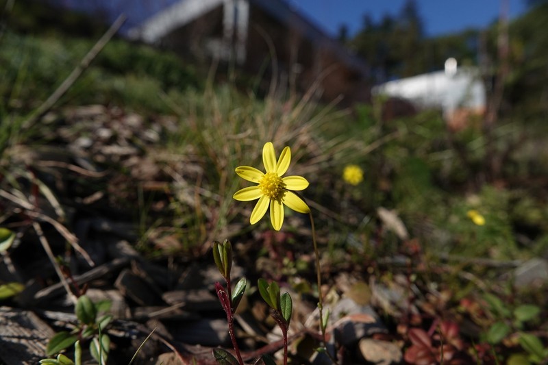 Common Spring-Gold photo 2