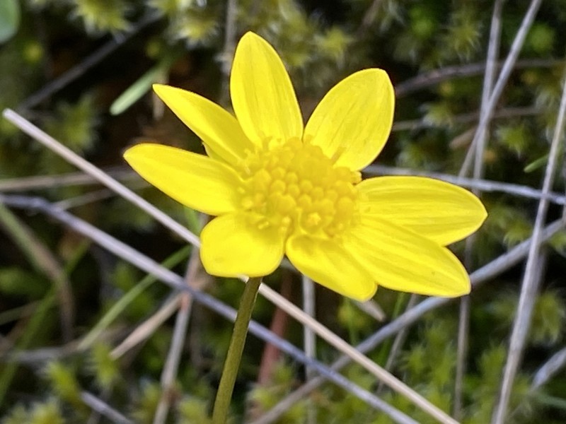 Common Spring-Gold photo 3