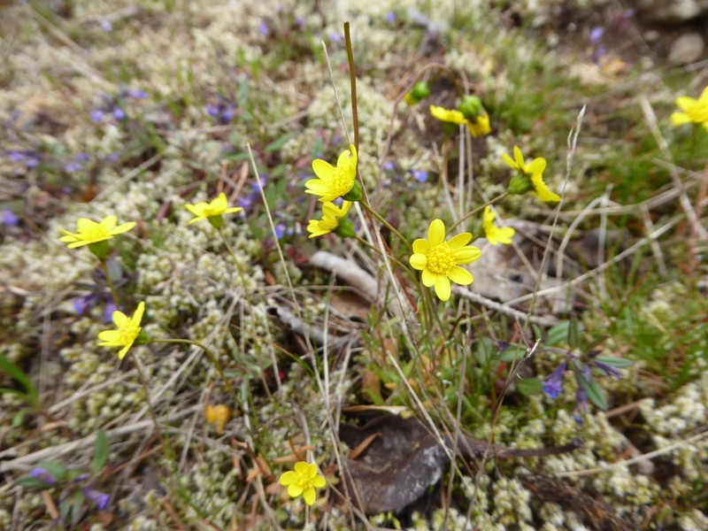Common Spring-Gold photo 4