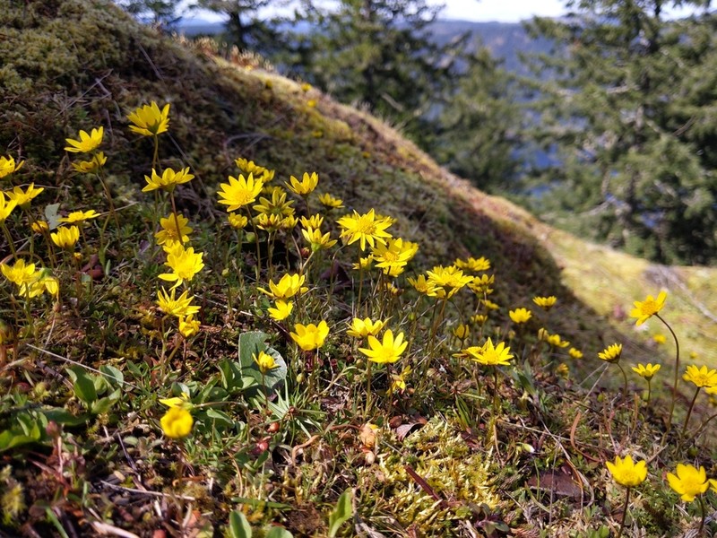 Common Spring-Gold photo 5
