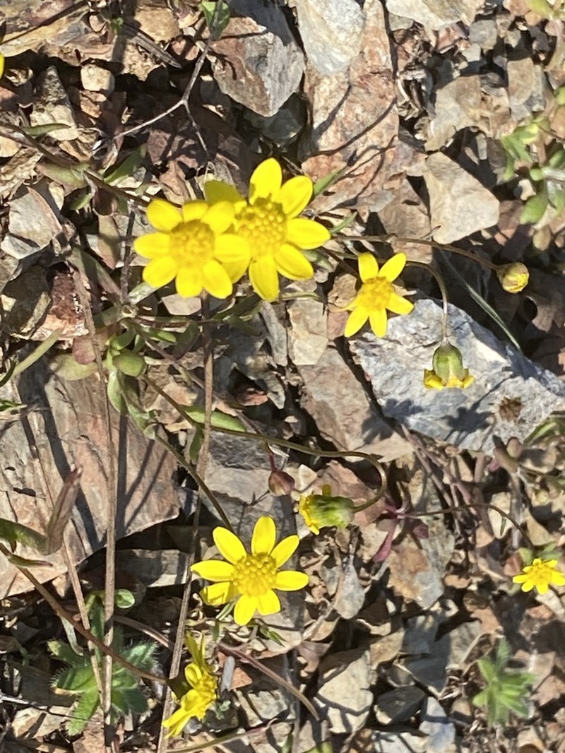 Common Spring-Gold photo 6