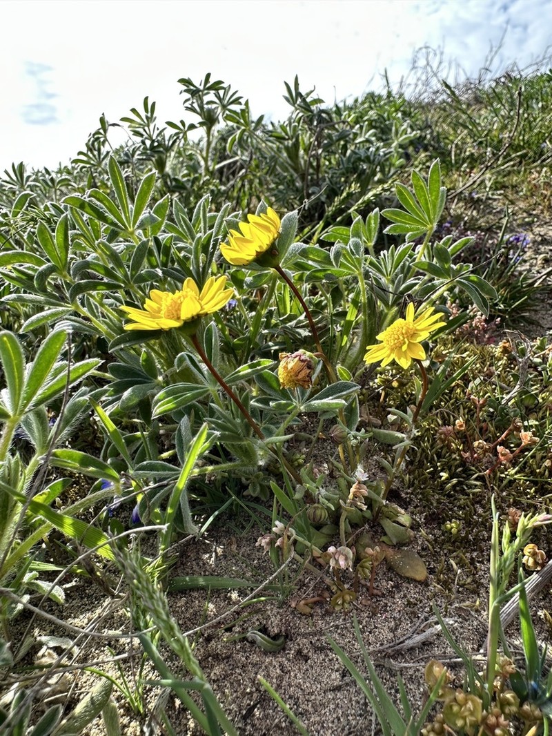 Common Spring-Gold photo 7