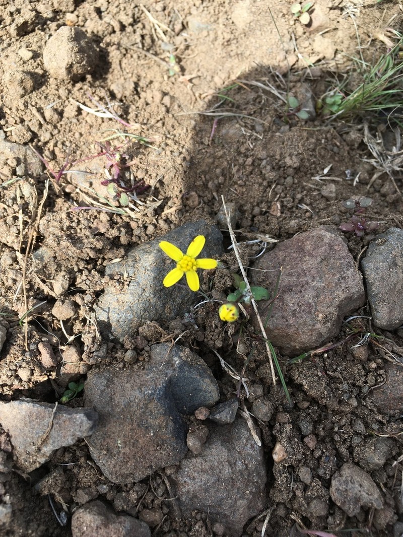 Common Spring-Gold photo 8