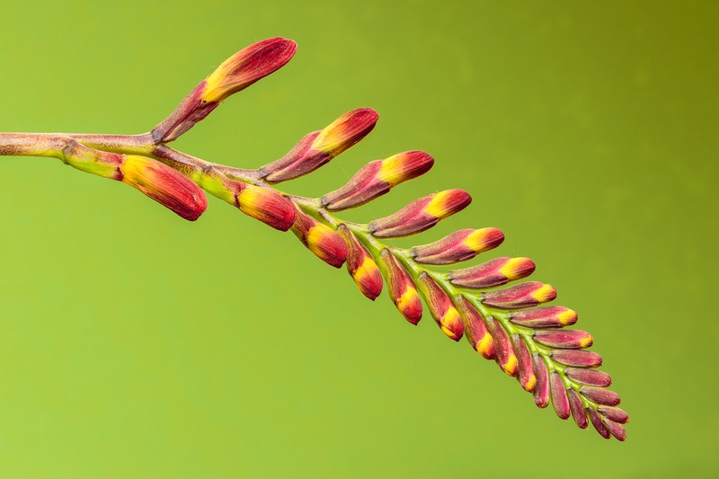 Montbretia photo 2