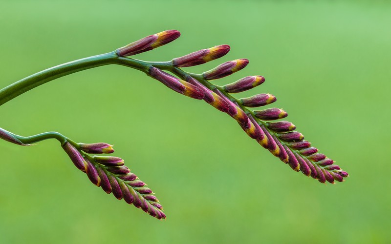 Montbretia photo 3