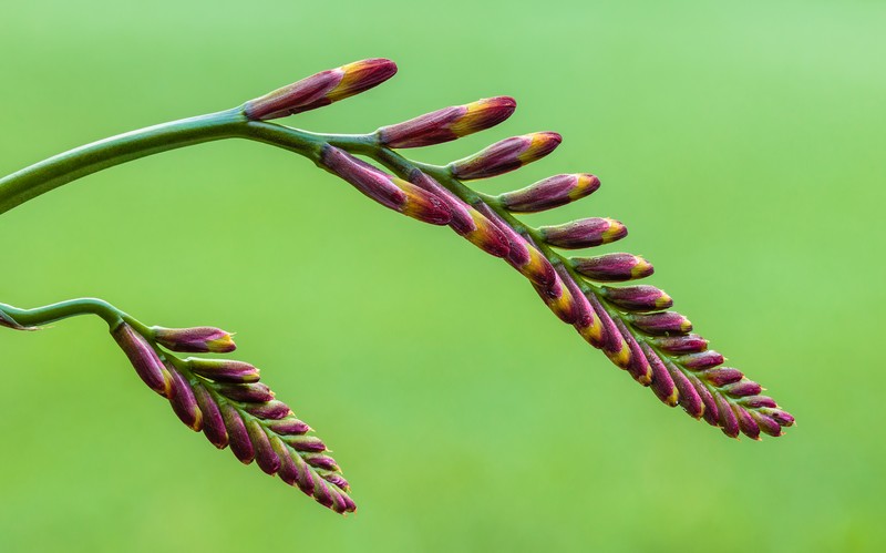 Montbretia photo 4