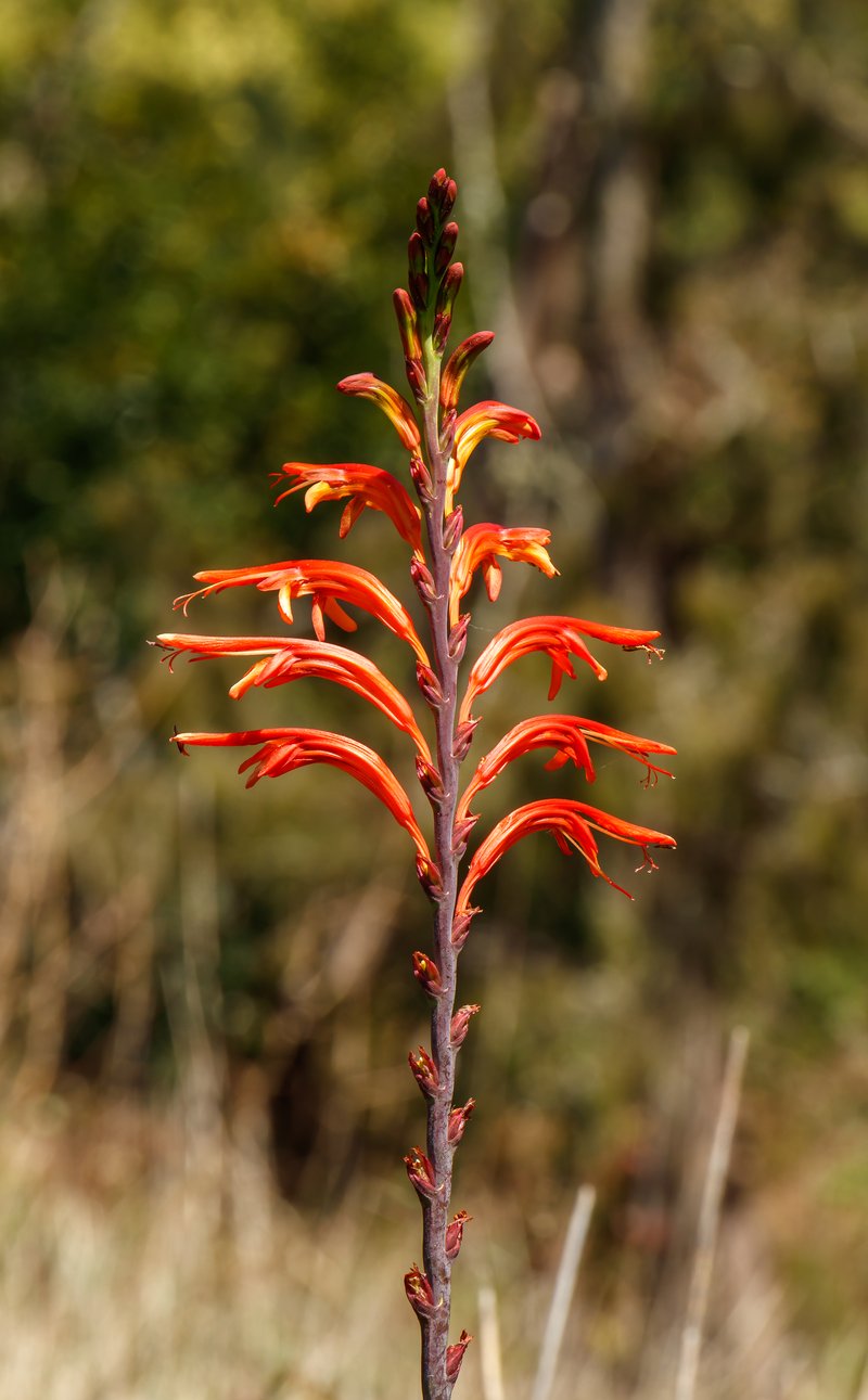 Montbretia photo 5