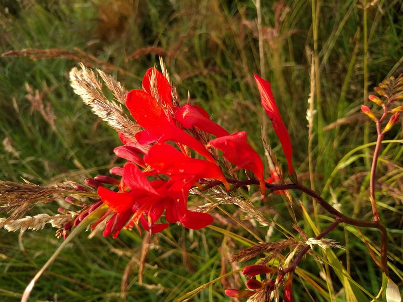 Montbretia photo 6