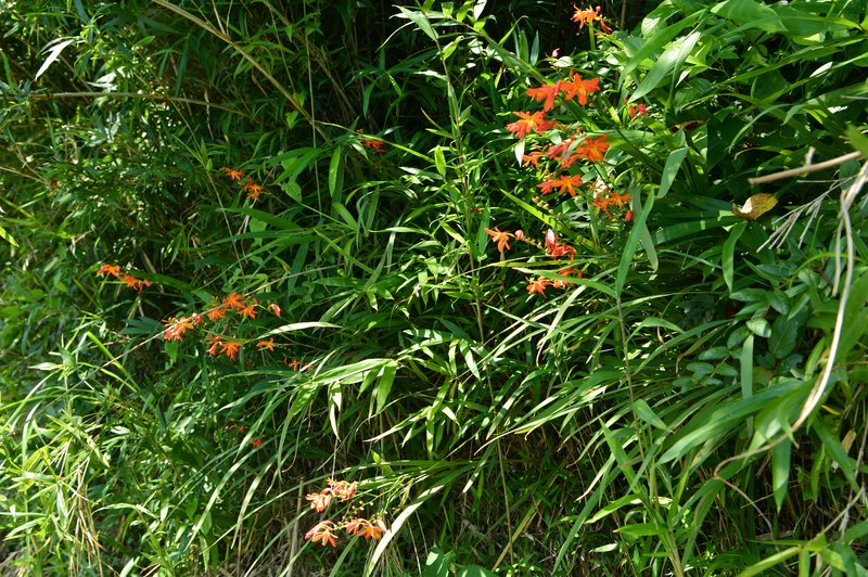 Montbretia photo 7