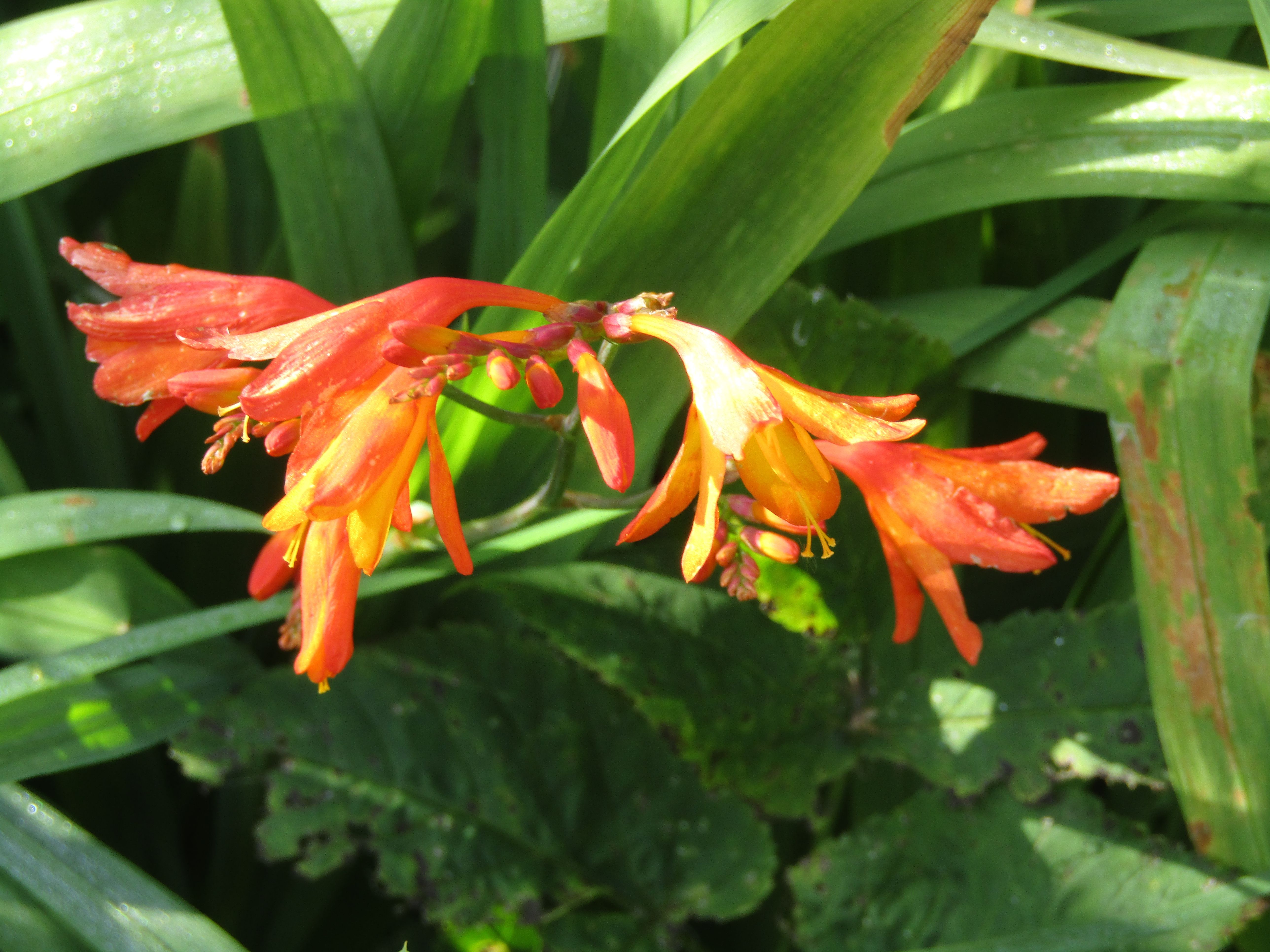Montbretia photo 8