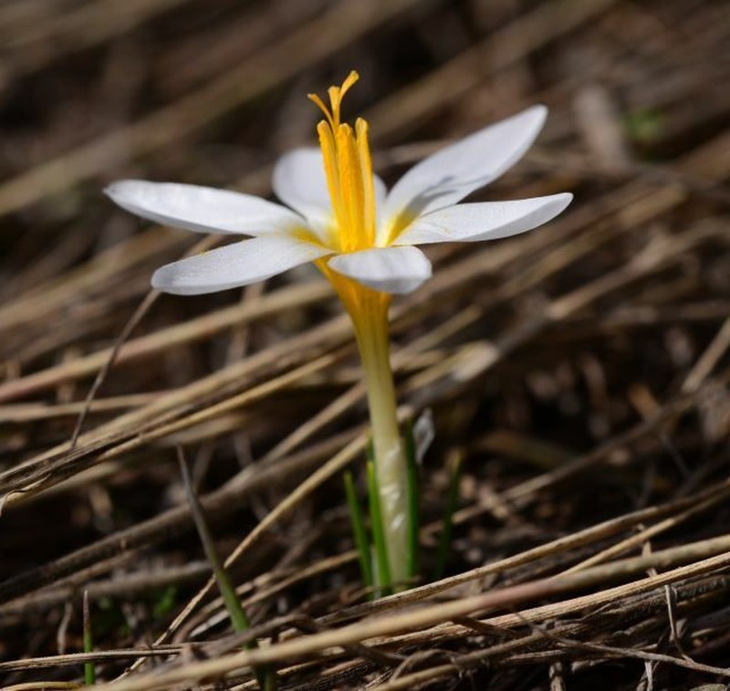 Crocus akdagensis photo 2